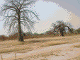 Il y a beaucoup de baobabs près de Fégui. Dans son cahier en septembre 2004  Hélène cite St Exupéry et la graine de Baobab